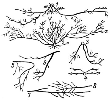 Рис. 18. Взаимовлияние корневых систем в саду: 1,2 - персик (корнесобственные растения); 3 - 7 - яблоня; 8 - черешня