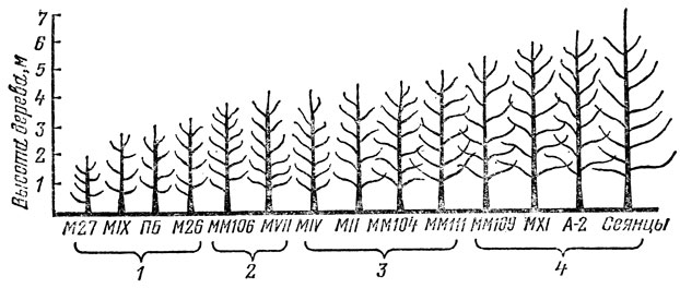 Рис. 26. Влияние подвоев на размеры деревьев яблони: 1 - карликовые подвои; 2 - полукарликовые подвои; 3 - полустандартные подвои; 4 - стандартные подвои