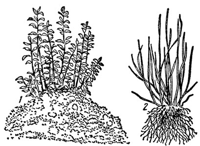 Рис. 27, Размножение методом вертикальных отводков: 1 - 4 маточный куст после окучивания; 2 - тот же куст осенью после разокучивания