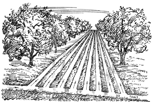 Рис. 37. Орошение плодовых деревьев по временным бороздам