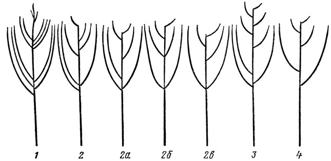 Рис. 44. Основные типы полусферической кроны яблони: 1 - мутовчатоярусная; 2, 2а, 2б, 2в - разреженноярусные; 3 - комбинированная; 4 - измененная лидерная (безъярусная). По Анзину