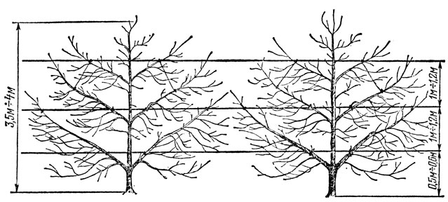 Рис. 47. Деревья яблони, сформированные в виде косой (итальянской) пальметты
