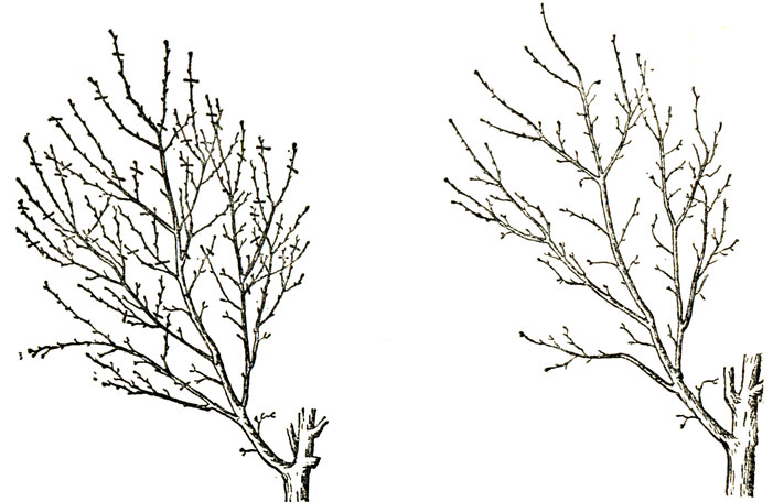 Рис. 51. Маточная ветвь яблони до обрезки (слева) и после обрезки (справа). Черточки указывают на места обрезки. По Анзину