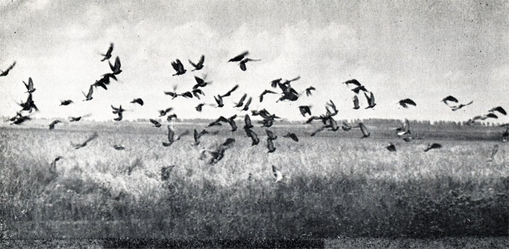 Стаи голубей из населенных пунктов вылетают осенью на поля. В окрестностях Ленинграда сизые голуби кормятся на посевах полегшей ржи