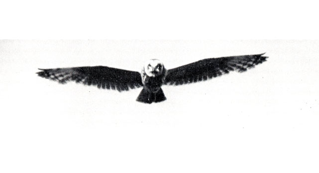 Болотная сова - обитатель открытых угодий. Во время охоты на грызунов она часто летает над полями