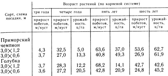 Таблица 3. Рост и урожайность разновозрастных кустов смородины в зависимости от схемы посадки (Новосибирская плодово-ягодная опытная станция)