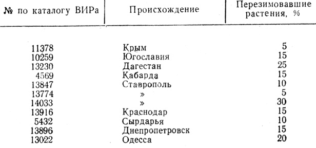 Таблица 15. Характеристика озимых ячменей коллекции ВИРа (1947/48 г.)