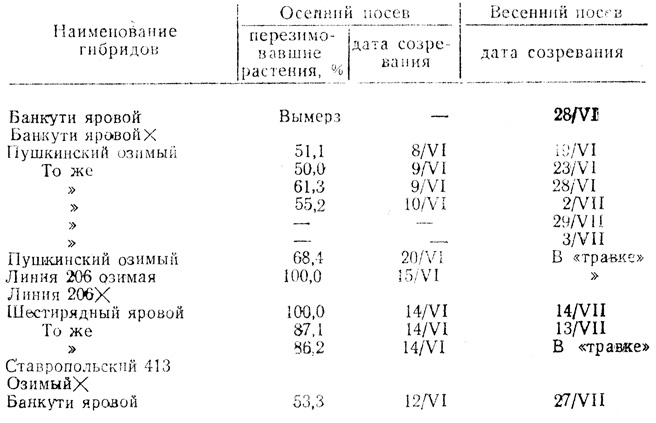 Таблица 26. Гибриды второго поколения от скрещивания озимых ячменей с яровыми (1962 г.)