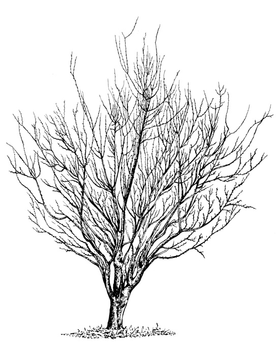 Рис. 2. Дерево древовидной алычи в возрасте 8 лет, сорт Риони