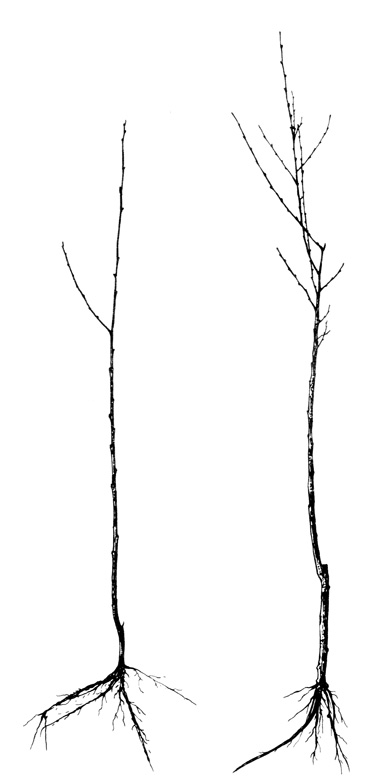 Рис. 6. Саженцы алычи, выращенные методом укоренения зеленых (слева) и одревесневших (справа) черенков