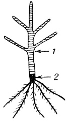Рис. 1. Дерево, состоящее из двух частей, у которого привитый сорт образует штамб и основные скелетные сучья, - тип дерева, используемый большинством садоводов Британской Колумбии: 1 - привой; 2 - подвой