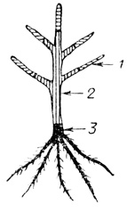 Рис. 3. Дерево, состоящее из трех частей, с зимостойкой промежуточной вставкой для повышения зимостойкости скелета: 1 - привой; 2 - зимостойкая промежуточная вставка; 3 - подвой