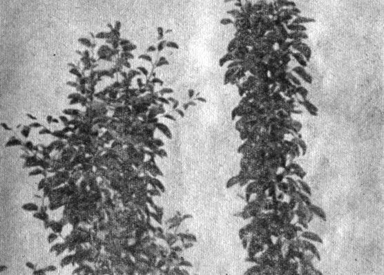 Рис. 6. Сравнение вегетативного роста обычного клона и клона типа спур сорта Макинтош. Отметьте компактный без ветвления рост клена типа спур (справа) и более мощный расширяющийся рост дерева обычного типа (слева)