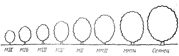 Рис. 7. Относительный размер дерева на различных подвоях яблони. Эта схема призвана служить только как ориентир для того, чтобы показать относительный размер взрослых деревьев яблони на подвоях разной силы роста, наиболее широко используемых в Британской Колумбии. Размер может сильно изменяться в зависимости от условий выращивания, особенно типа почвы. В то время, как подвой и сорт привоя будут оказывать большое влияние на потенциальную мощность дерева, предельный размер дерева можно регулировать также некоторыми приемами агротехники, включая формирование и питание