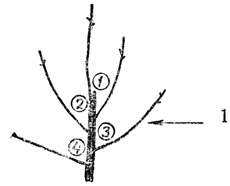 Рис. 17. Тот же побег, что на рисунке 16, к концу периода вегетации: 1 - ветки, развившиеся из боковых почек. Заметьте градиент углов от острого (1) к тупому (4)