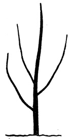 Рис. 29. Дерево с четырьмя сильно растущими побегами. При таком сильном росте на молодом дереве образуется мало плодовых почек