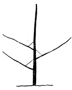 Рис. 30. То же самое дерево, что и на рисунке 29, после установки распорок. Три боковые ветки были отклонены приблизительно на 60°