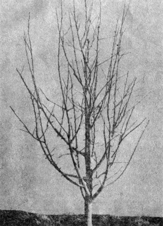 Рис. 31. Шестилетнее дерево сорта Ред Делишес типа спур, привитое на ММ 106. Ветки на этом дереве не были отклонены от центрального проводника. Поэтому ветки росли вертикально, стали загущенными и заложили мало плодовых почек. Сравните с рисунком 32