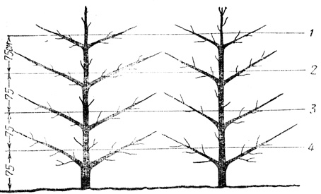 Рис. 37. Итальянская пальметта - шпалерная система формированная, популярная в Италии. Расстояние между деревьями 2,4 - 3,0 м, между рядами 3,9 - 4,2 м: 1 - 4 - проволоки