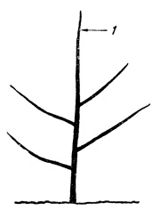 Рис. 38. Дерево, сформированное по лидерной системе. Этот тип дерева считается наиболее подходящим в плотных насаждениях: 1 - центральный проводник сохранен