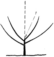 Рис. 40. Дерево с чашеобразной кроной. Этот способ формирования дерева не рекомендуется в Британской Колумбии: 1 - центральный проводник полностью удален