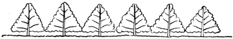 Рис. 42. Схема конусовидных деревьев с центральным проводником, растущих как маленькие, близко расположенные отдельные деревья. При посадке этого типа насаждений деревья должны быть размещены достаточно далеко друг от друга, чтобы рабочие могли свободно работать со всех сторон деревьев в период их полного возраста. Расстояние между рядами 4,2 - 5,4 м и между деревьями в ряду 2,4 - 3,6 м. Высота деревьев не должна превышать 3,6 м