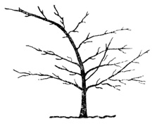 Рис. 43. Плохо сформированное дерево, у которого потеряно доминирование центрального проводника