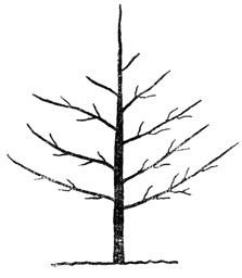 Рис. 44. Хорошо сформированное дерево, у которого доминирование центрального проводника поддерживается вертикальным ростом скелета из сильных, хорошо расположенных веток