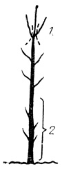 Рис. 47. Молодое дерево в начале первого года жизни в саду: 1 - удаляют побеги, конкурирующие с центральным проводником; 2 - на нижней части штамба на высоте 45 - 50 см удаляют все побеги