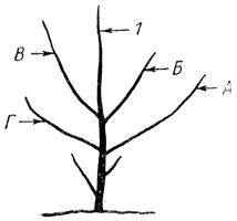Рис. 50. Дерево после первого периода вегетации и до обрезки в период покоя: 1 - центральный проводник