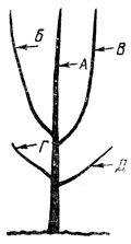 Рис. 56. Дерево, сформированное по лидерной системе, центральному проводнику (А) которого угрожают два боковых побега (Б и В)