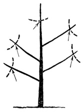 Рис. 58. Верхушечные цветковые почки на молодом дереве. Для удаления всех верхушечных цветковых почек проводят прищипку всех верхушек побегов, как показано стрелками и пунктирными линиями