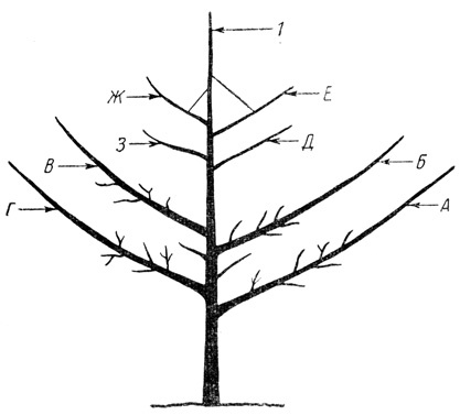 Рис. 61. То же самое дерево, что и на рисунке 60, после обрезки: 1 - центральный проводник