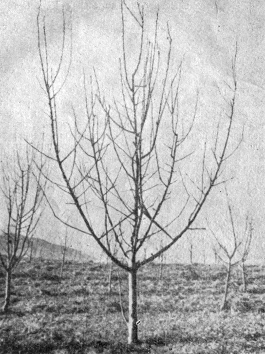 Рис. 66. Пятилетнее дерево сорта Ньютон на подвое ММ 104. Ветви частично были отклонены короткими распорками в предшествующем году для развития развилок с тупыми углами. Деревья в этом насаждении могут покрывать относительно большую площадь, поскольку высажены с площадью питания 5,4x3 м. Более широкое отклонение не было проведено раньше, так как это могло отрицательно повлиять на рост веток. У сорта Ньютон древесина крепче, чем у большинства других сортов Расширение угла отхождения веток после трехлетнего возраста является трудным и часто ведет к от- лому ветвей в развилке