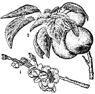 Абрикос: 1 -цветущая ветвь; 2 - ветвь с плодами