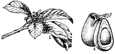 Авокадо: 1 - цветущая ветвь; 2 - плоды