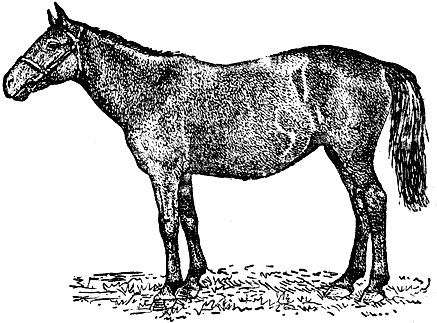 Адаевская лошадь
