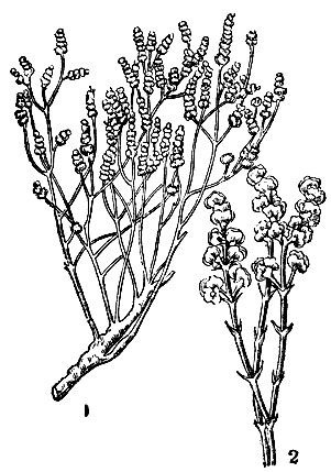 Анабазис: 1 - общий вид растения; 2 - отдельная ветвь с цветами