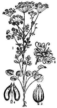 Анис: 1 - растение (общий вид); 2 - цветок; 3 - плод; 4 - продольный разрез плода