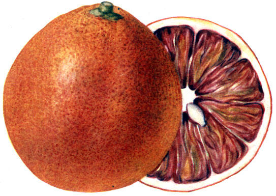 Сорт апельсина: 1 - Неаполитанский королёк