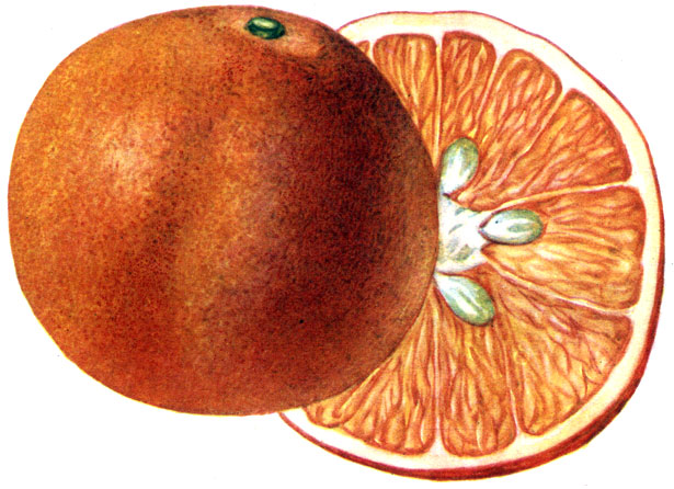 Сорт апельсина: 2 - Первенец
