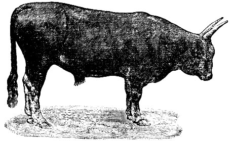 Бык Колька, живой вес в возрасте 2 лет 550 кг, средний суточный привес 720 г (принадлежит племенному хозяйству 'Ставрополь-Кавказский')