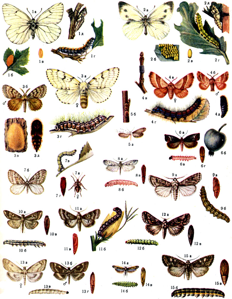 Какие бывают гусеницы: 10 интересных разновидностей и те, кого лучше не встречать