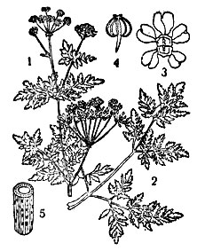 Болиголов: 1 - соцветие; 2 - ветвь; 3 - цветок; 4 - плод; 5 - часть стебля
