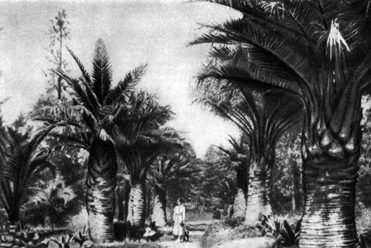 Пальмы в грунте, Сухуми