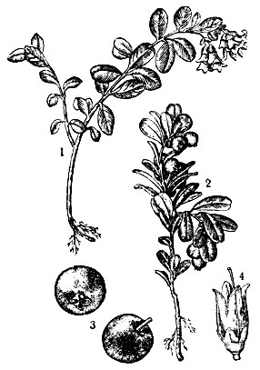Брусника: 1 - цветущее растение; 2 - растение с плодами; 3 - плоды; 4 - цветок
