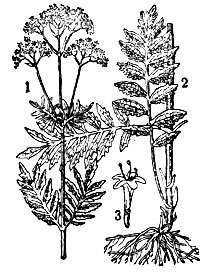 Рис 1. Валериана: 1 - верхняя часть растения в цвету; 2 - корень с корневищем; 3-цветок