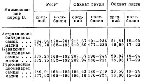 Основные промеры астраханских и казахских бактрианов и туркменских дромедаров (в см)