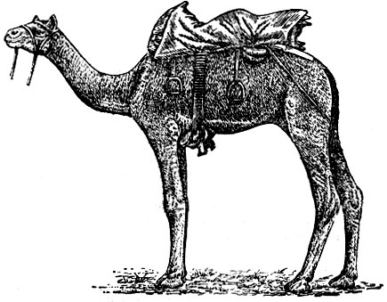 Рис 2. Индийский верховой верблюд (биканир)