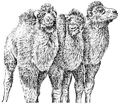 Рис. 5. Группа верблюжат
